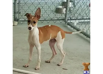 a italian greyhound dog standing on a concrete surface